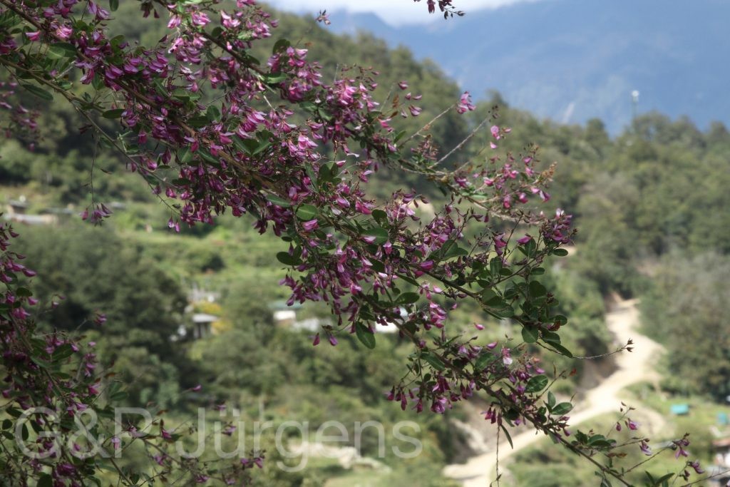 Bhutan2015 585