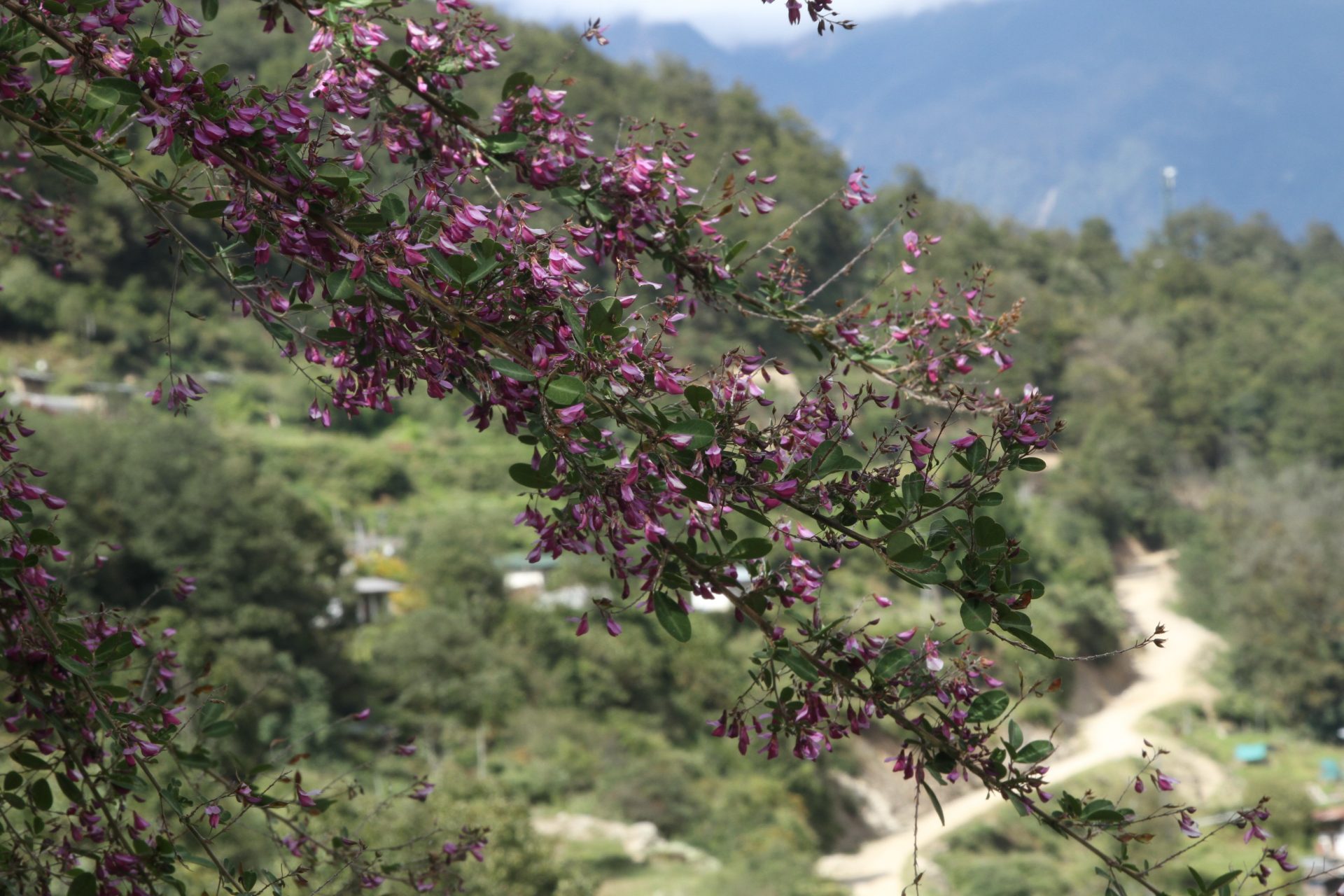 Codariocalyx motorius — Fabaceae