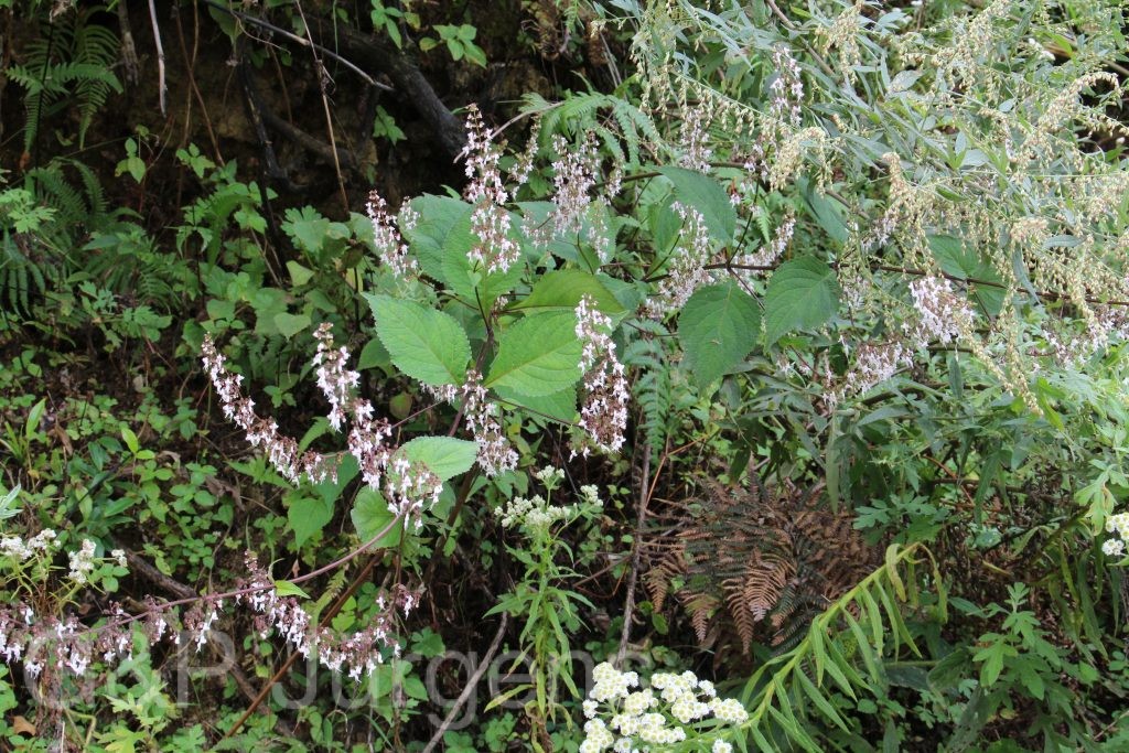Bhutan2015 586
