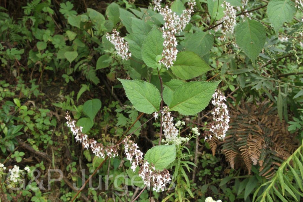 Bhutan2015 587