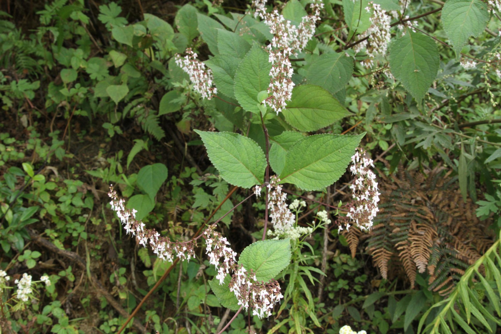 Isodon lophanthoides — Lamiaceae