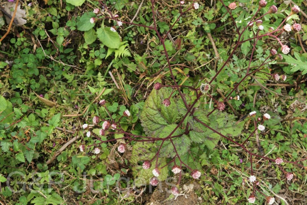 Bhutan2015 588
