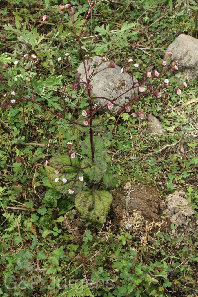 Bhutan2015 589