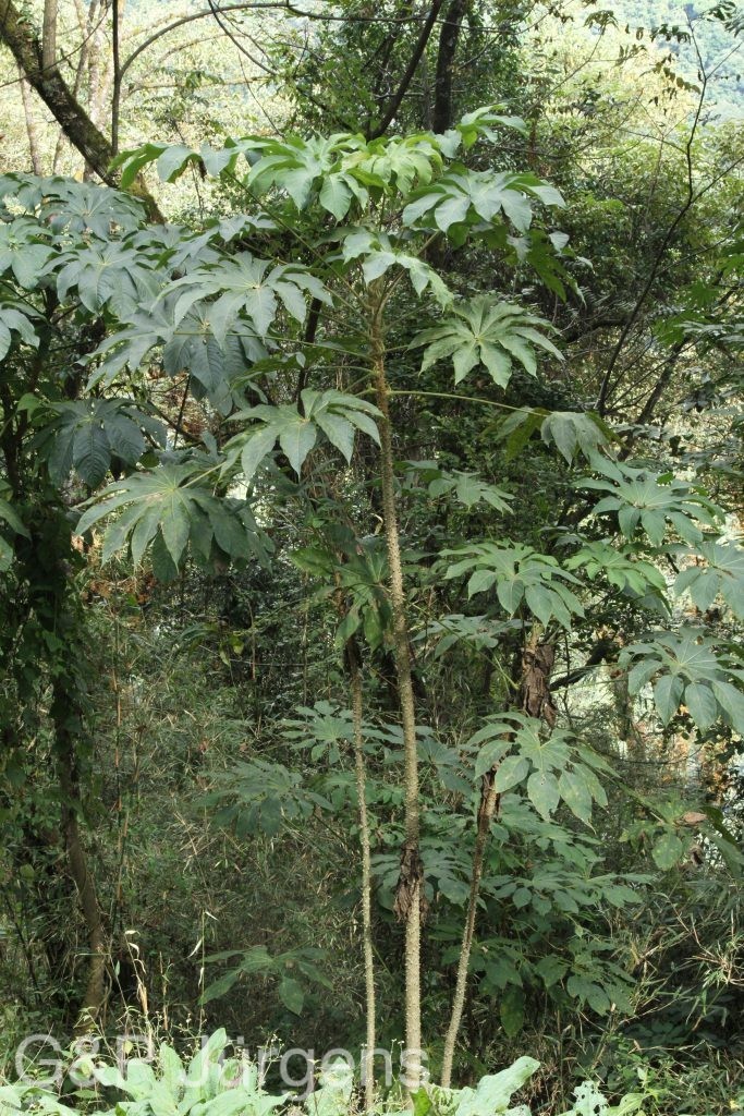 Bhutan2015 590
