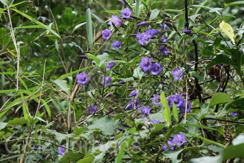 Bhutan2015 592