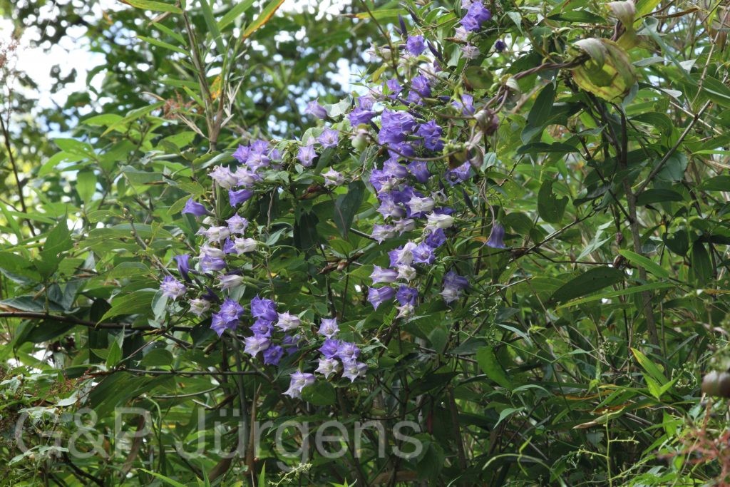 Bhutan2015 594