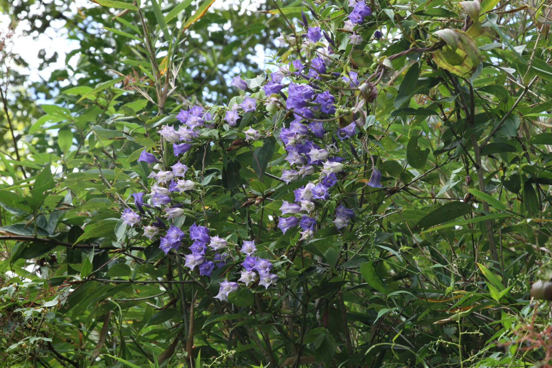 Crawfurdia speciosa — Gentianaceae