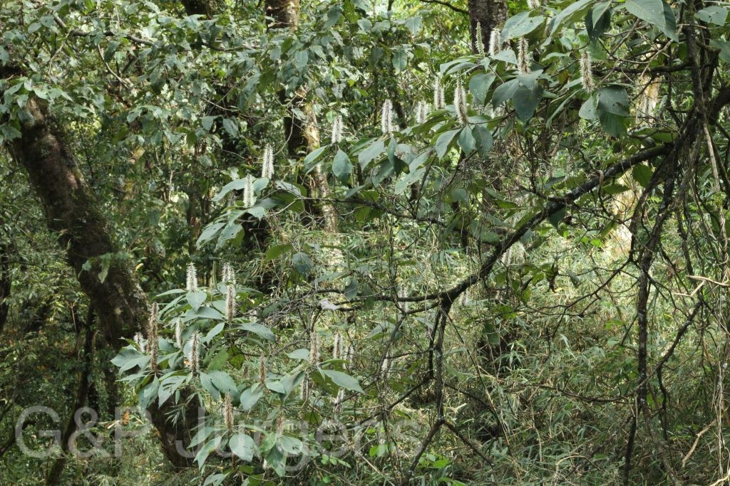 Bhutan2015 595
