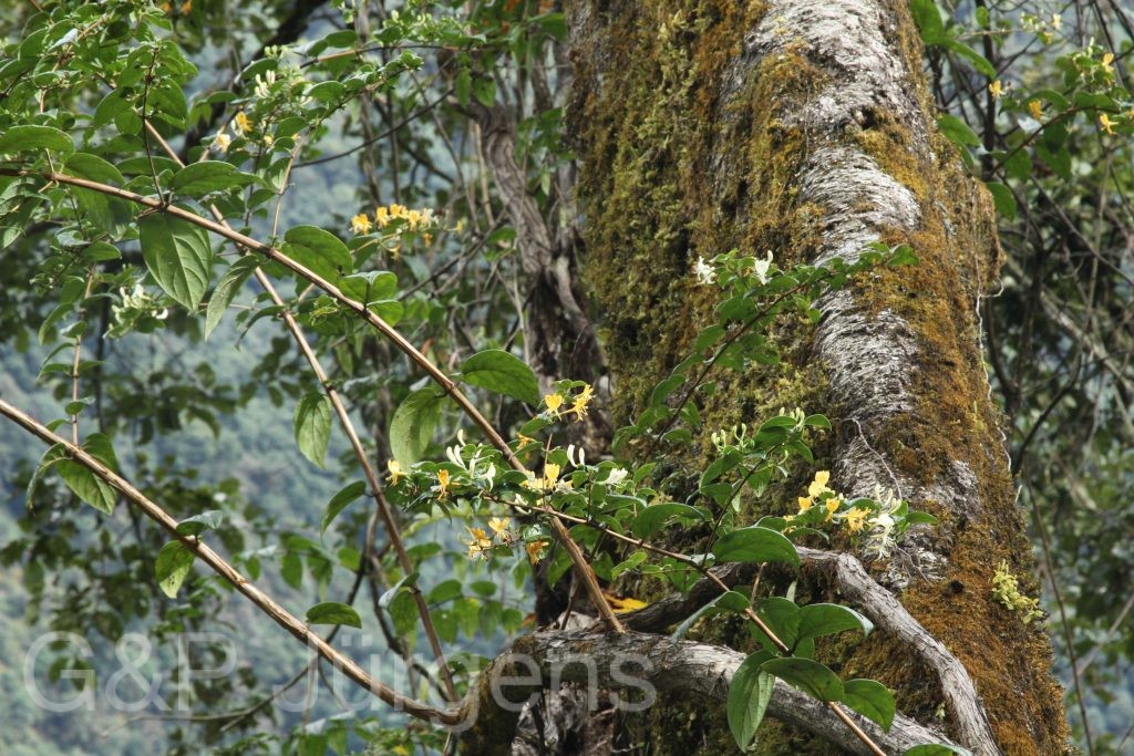 Bhutan2015 600