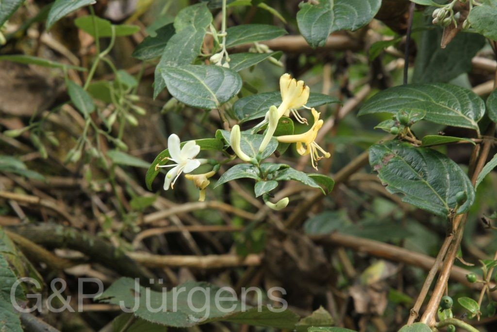 Bhutan2015 601