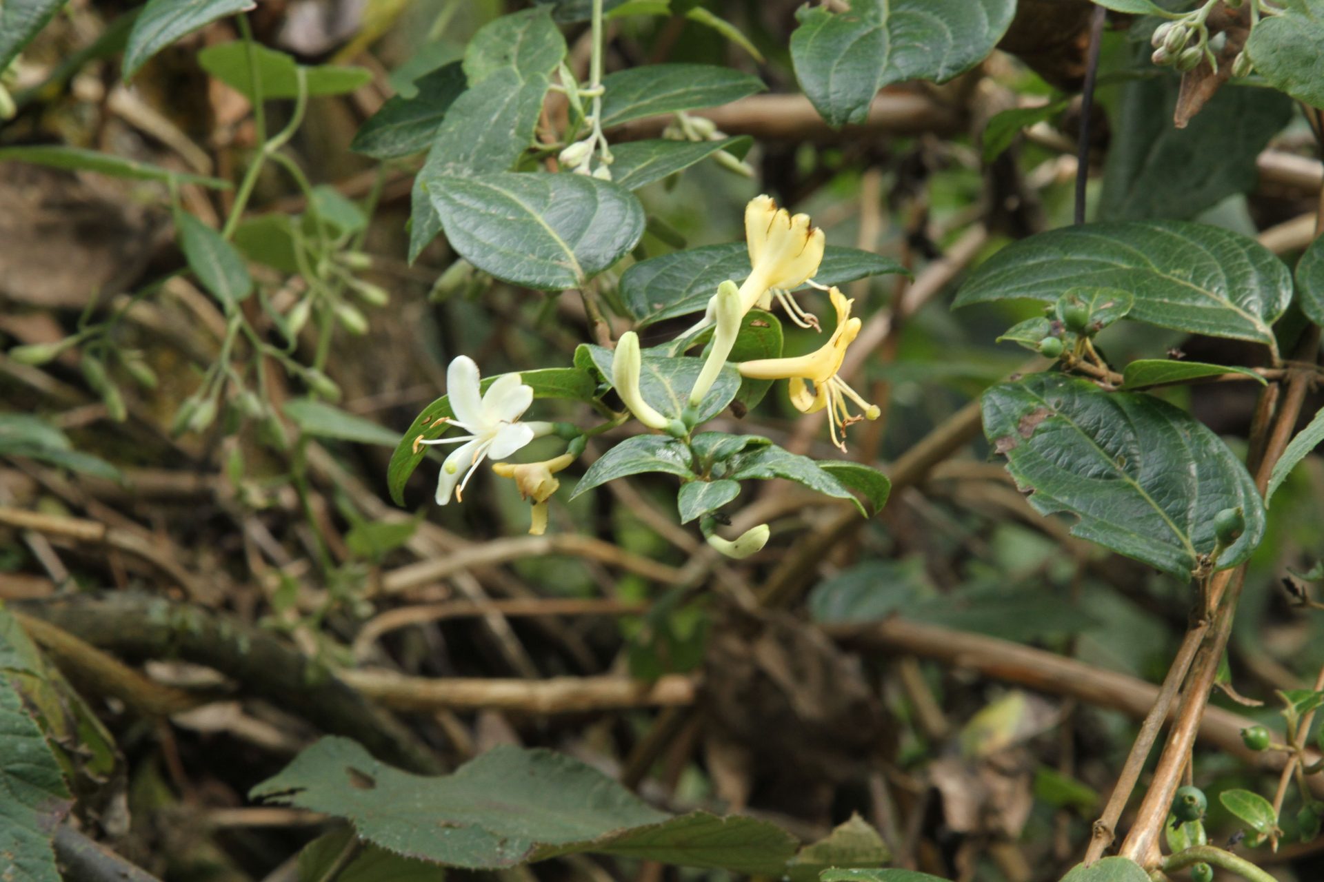 Lonicera glabrata — Caprifoliaceae