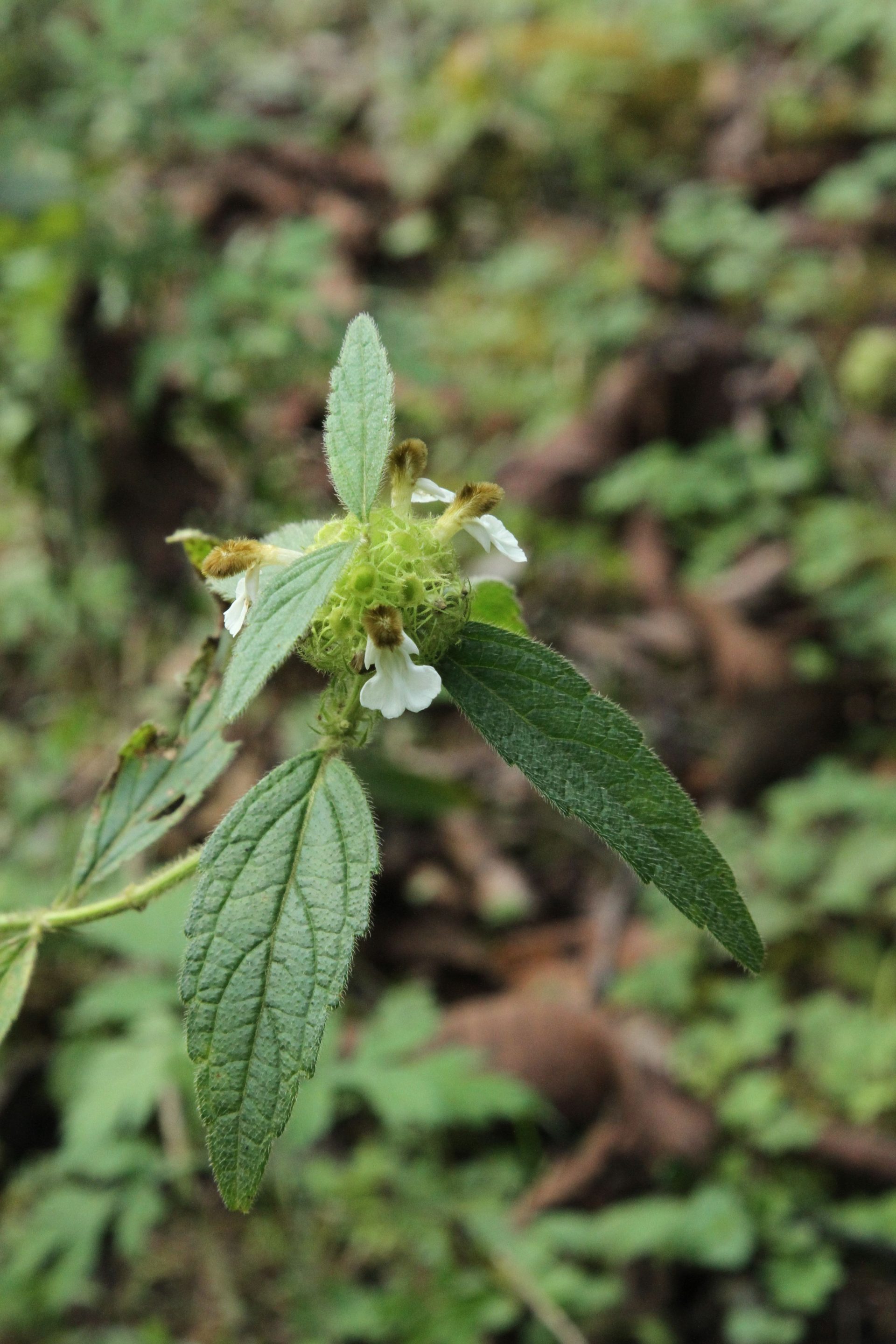 Leucas ciliata — Lamiaceae