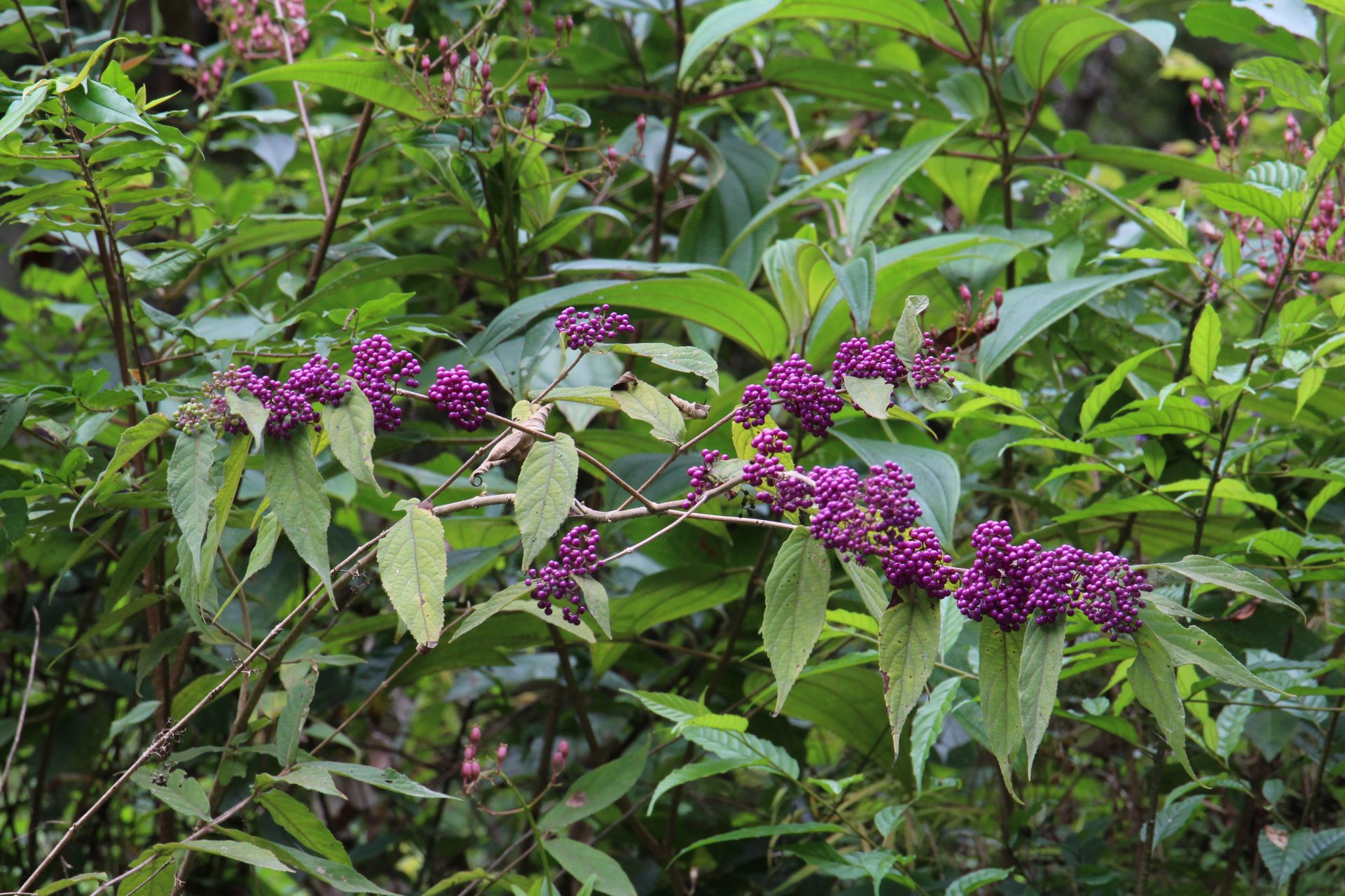 Callicarpa rubella — Lamiaceae