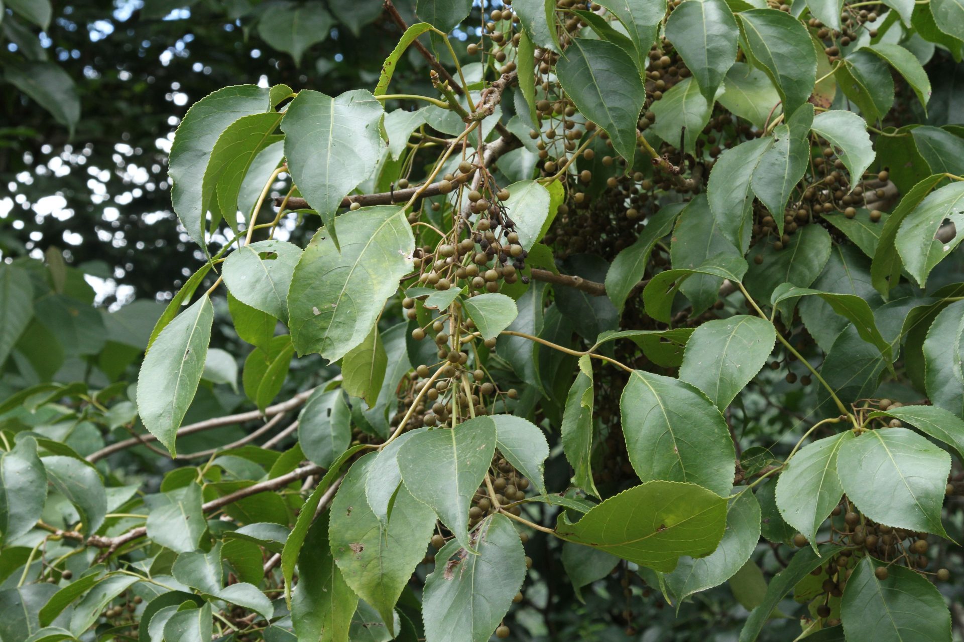 Aralia kingdon-wardii — Araliaceae