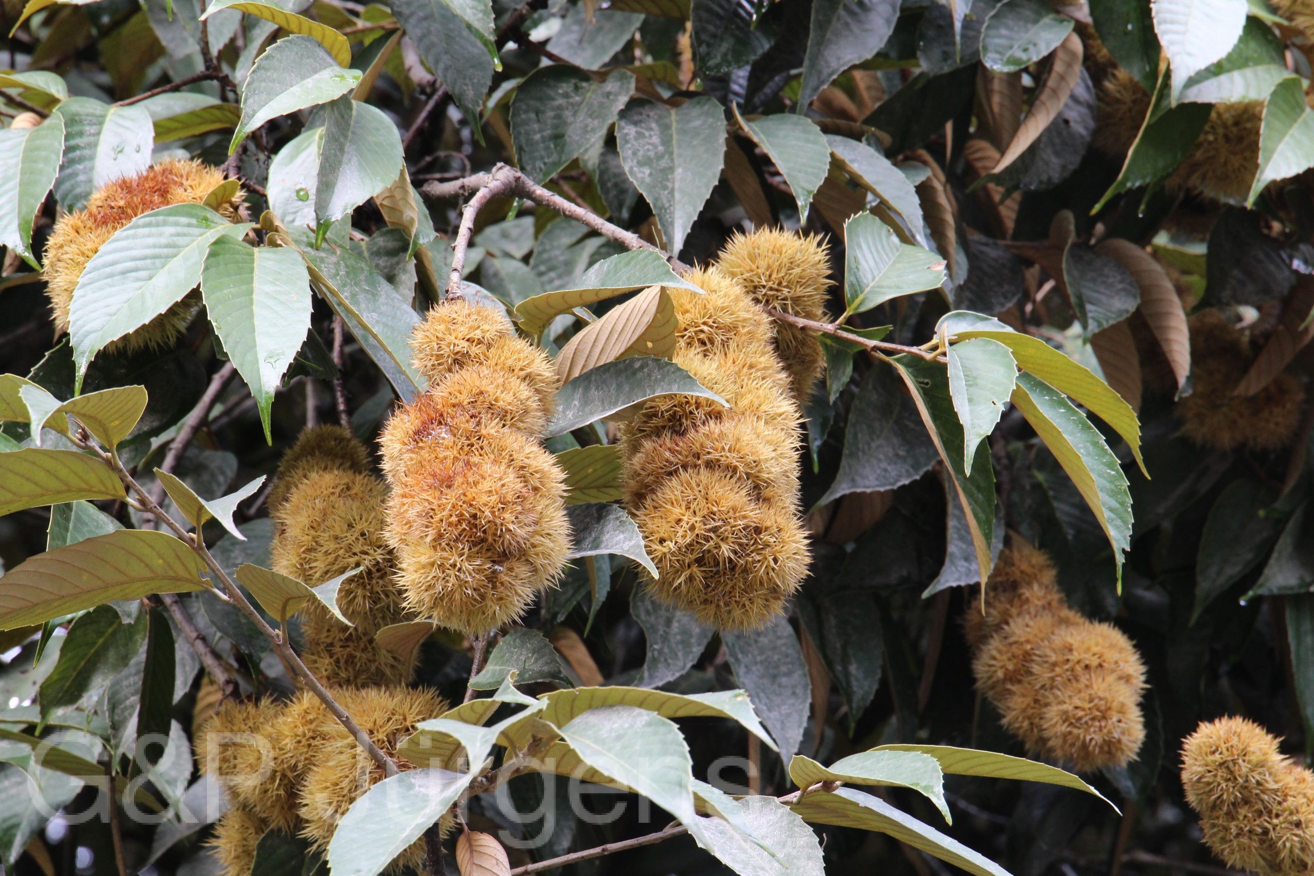 Bhutan2015 649 scaled