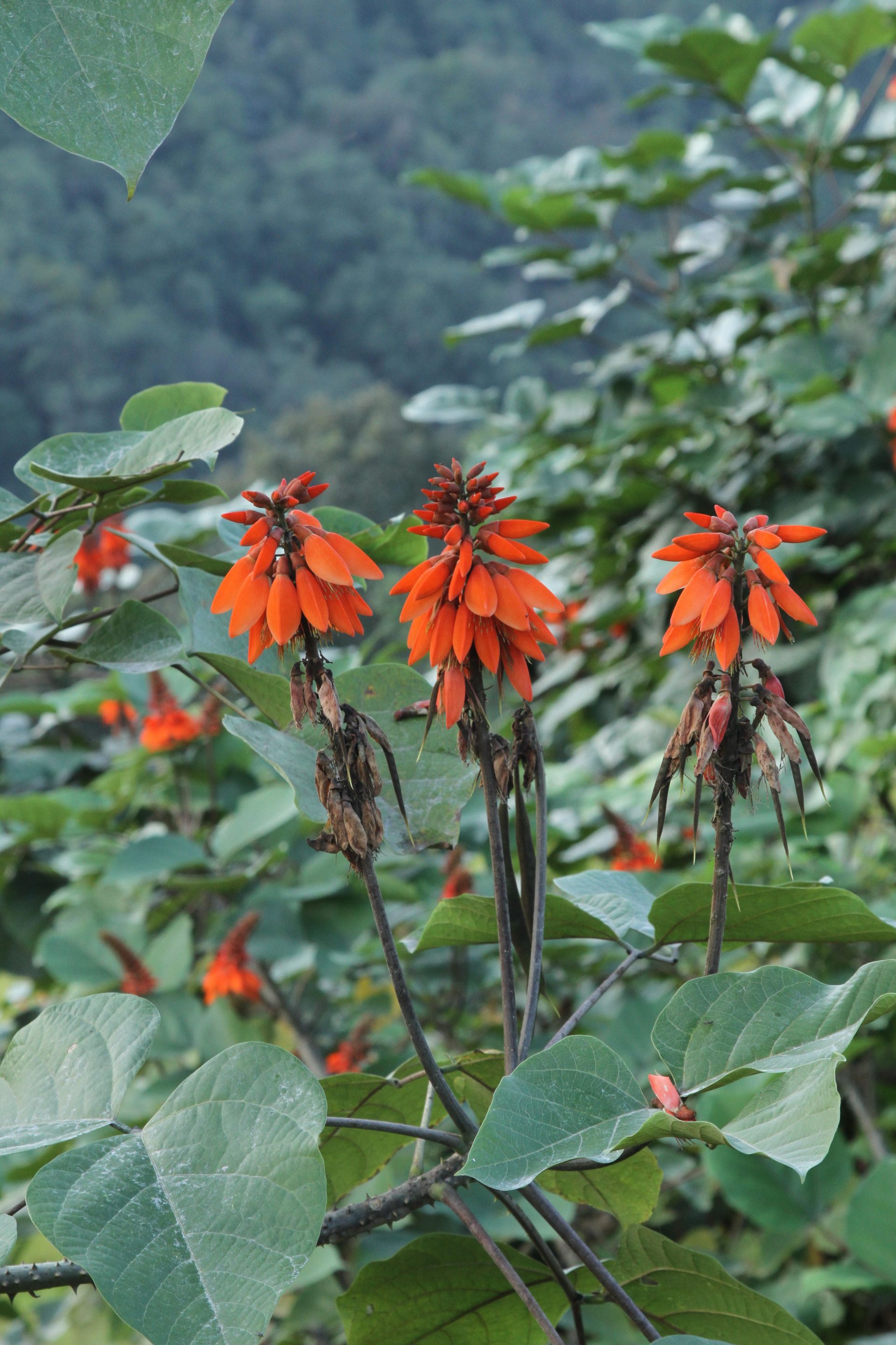 Erythrina arborescens — Fabaceae