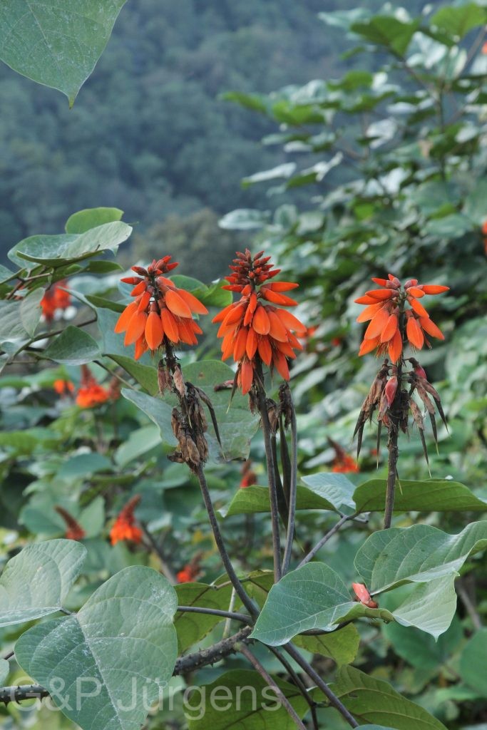 Bhutan2015 65