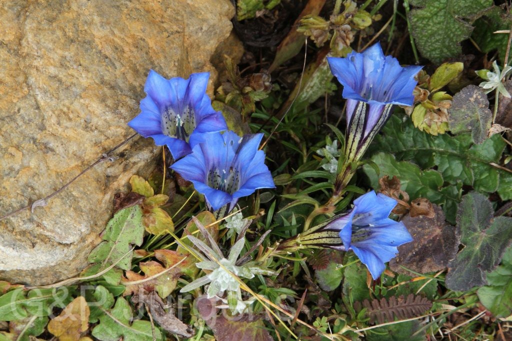 Bhutan2015 662