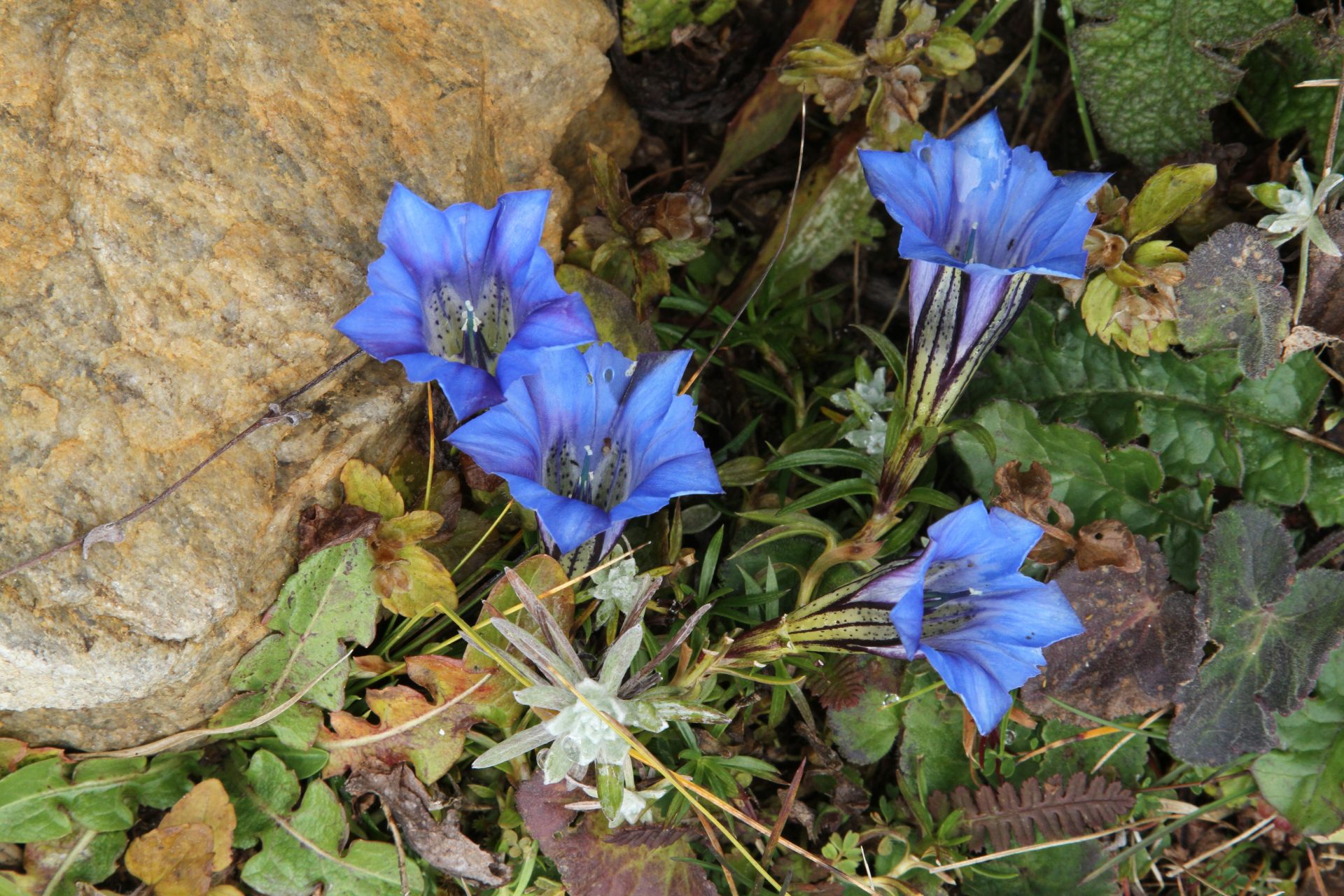 Gentiana oreodoxa — Gentianaceae