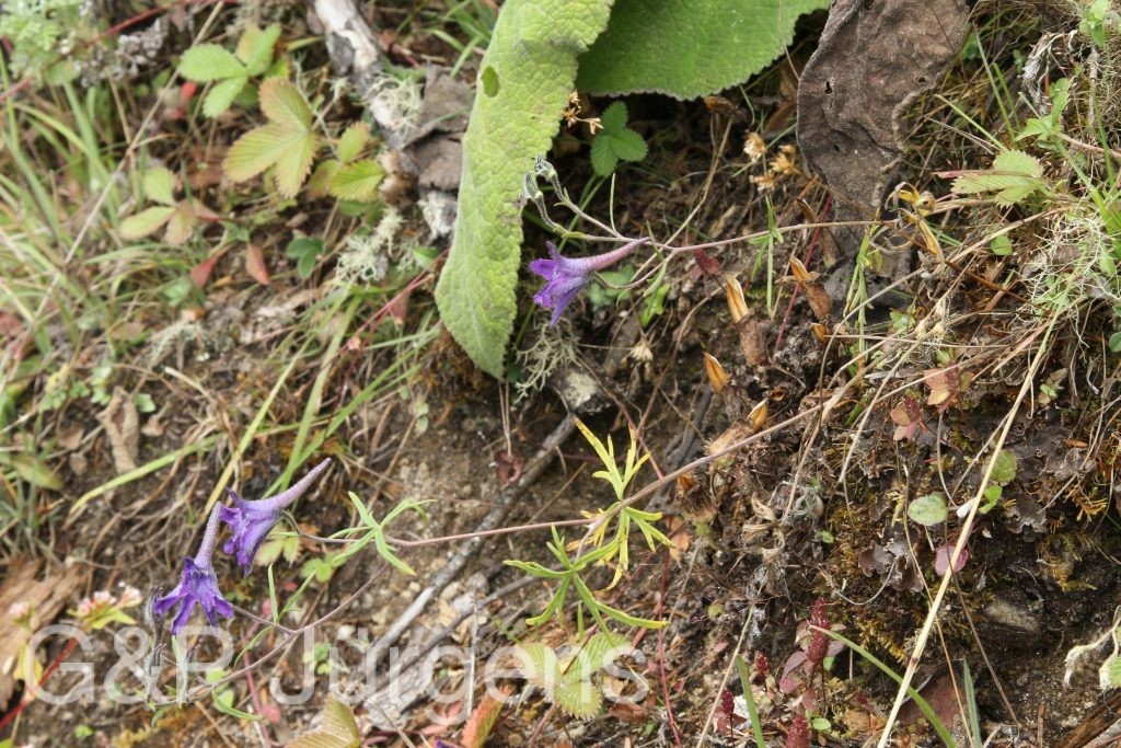 Bhutan2015 676
