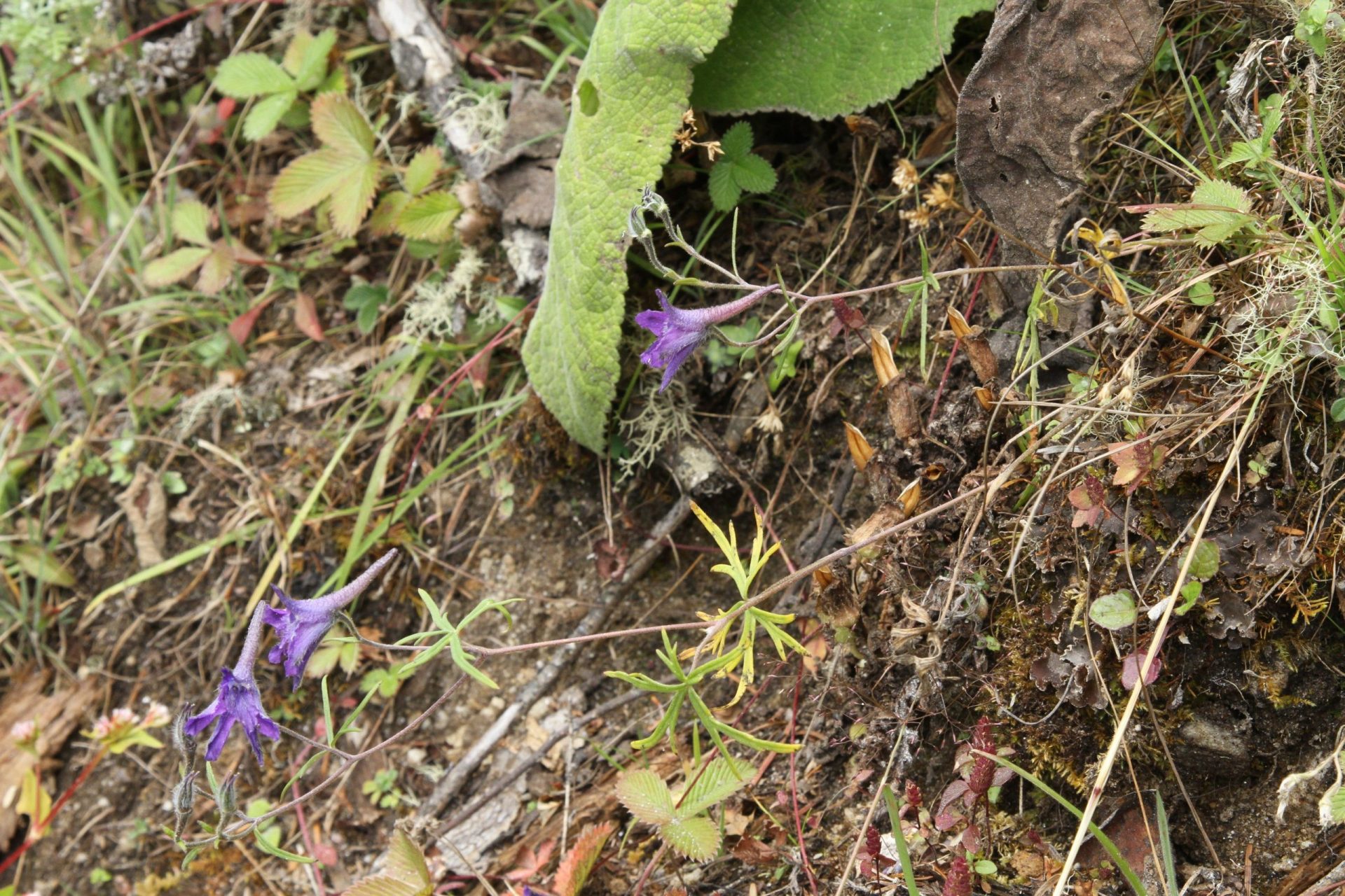 Delphinium caeruleum — Ranunculaceae