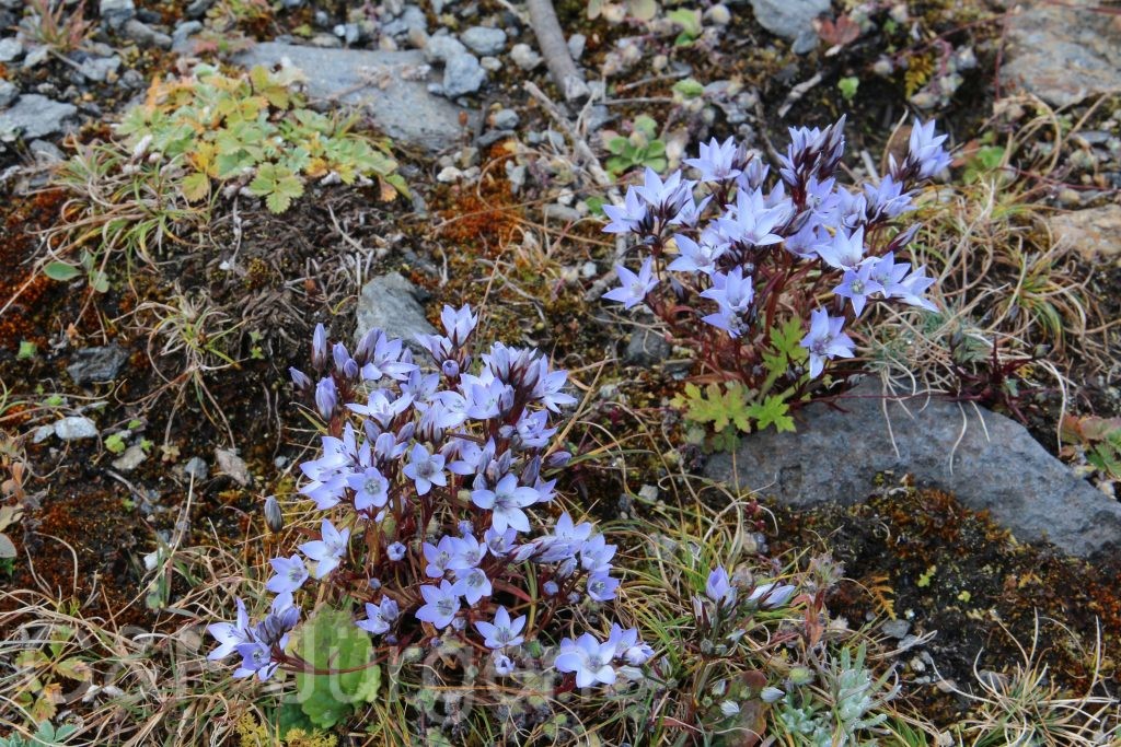 Bhutan2015 685