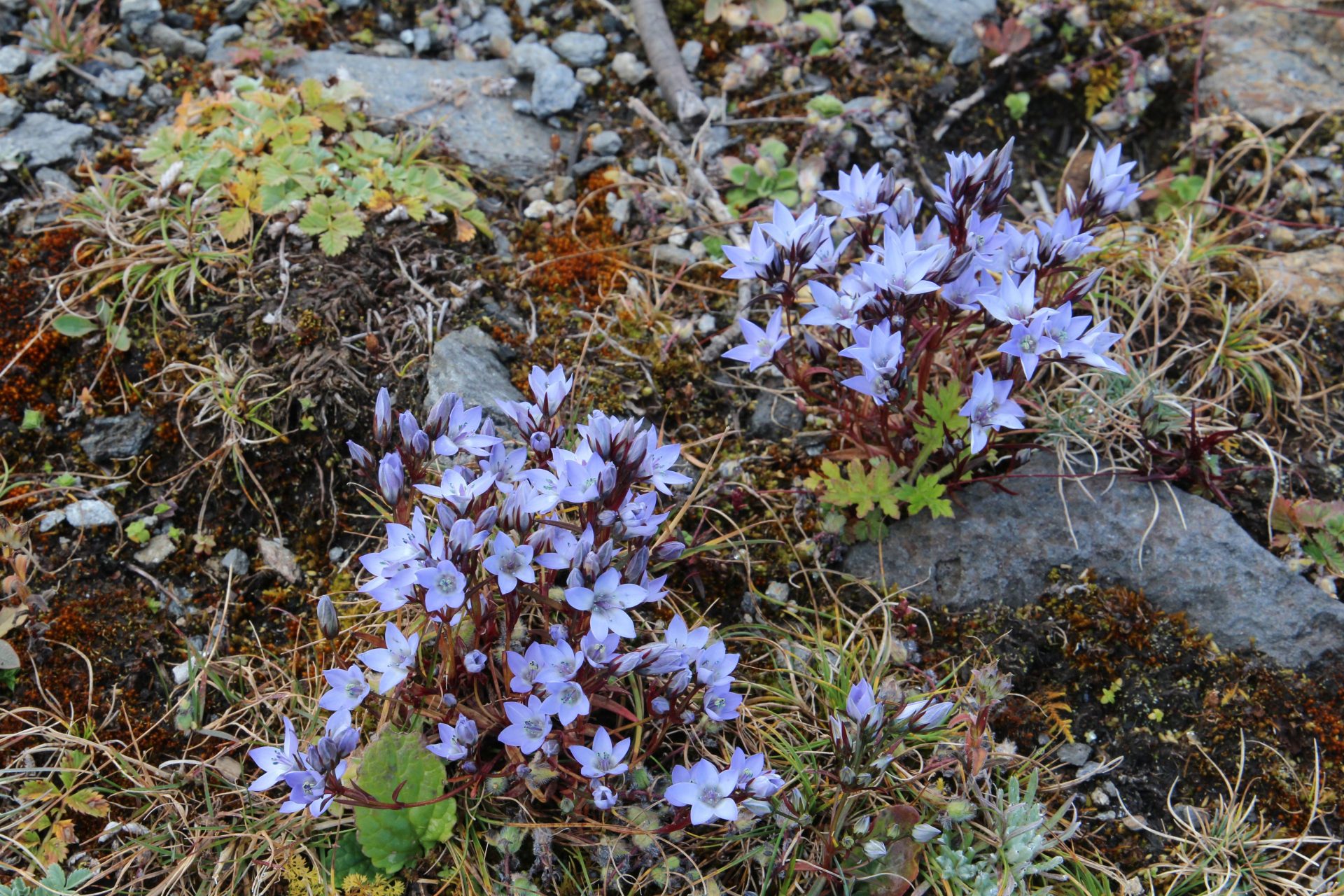Lomatogonium sikkimense — Gentianaceae