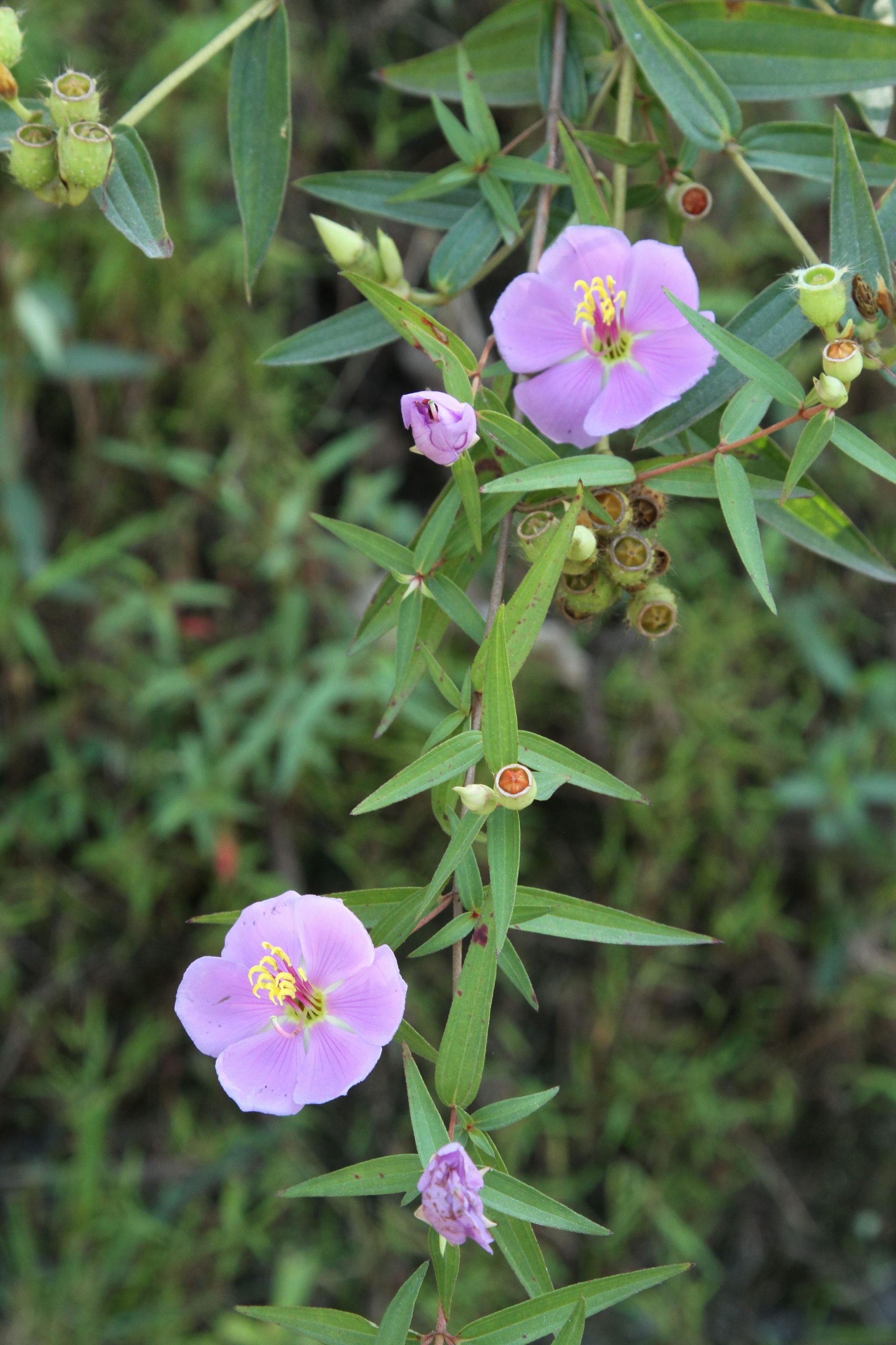 Osbeckia nutans — Melastomataceae