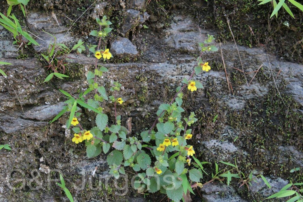 Bhutan2015 73