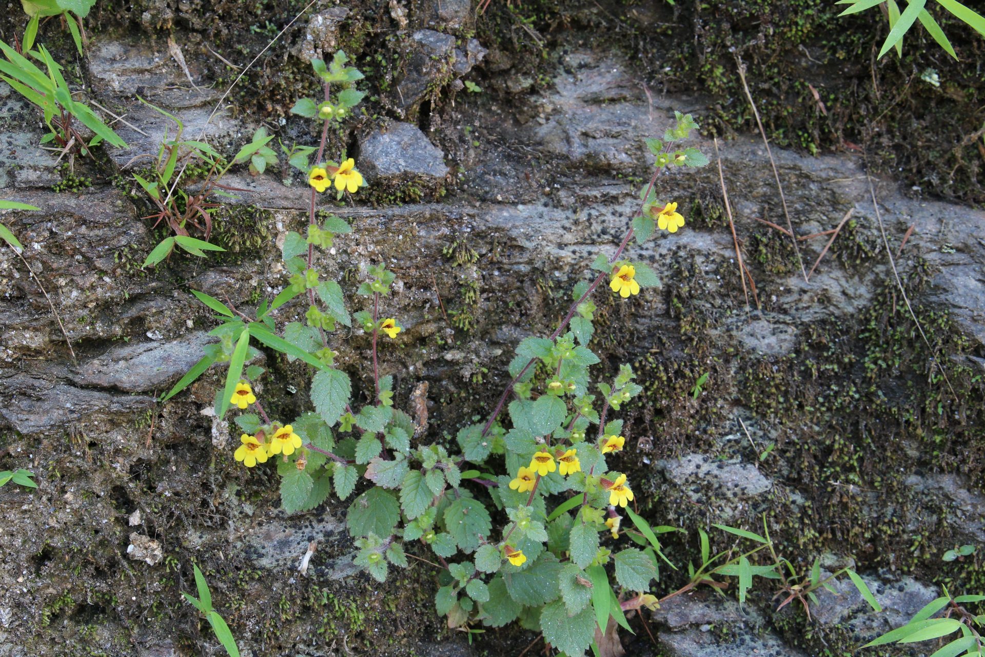 Lindenbergia muraria — Plantaginaceae