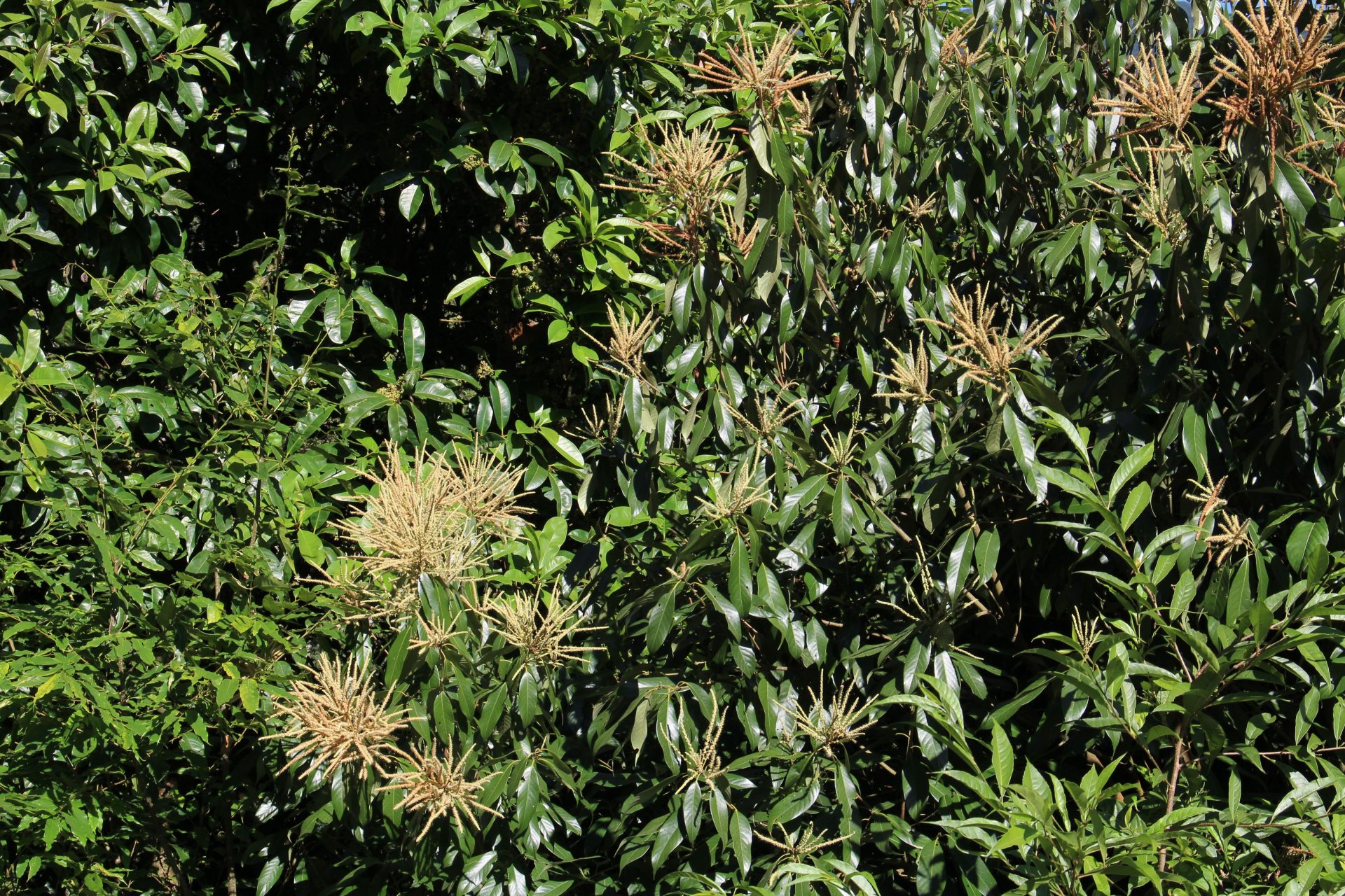 Lithocarpus fenestratus — Fagaceae