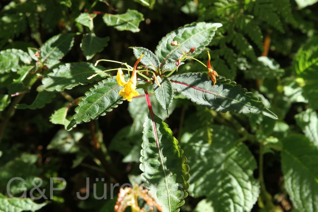 Bhutan2015 90
