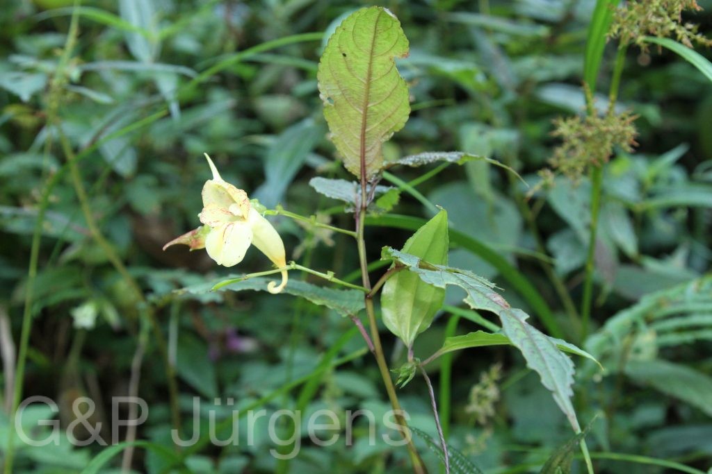 Bhutan2015 91