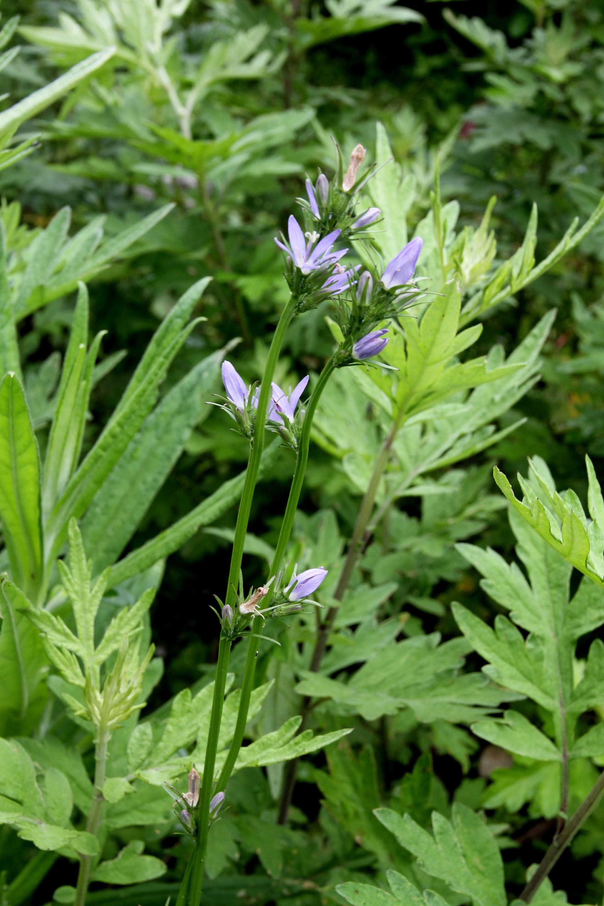 Asyneuma fulgens — Campanulaceae