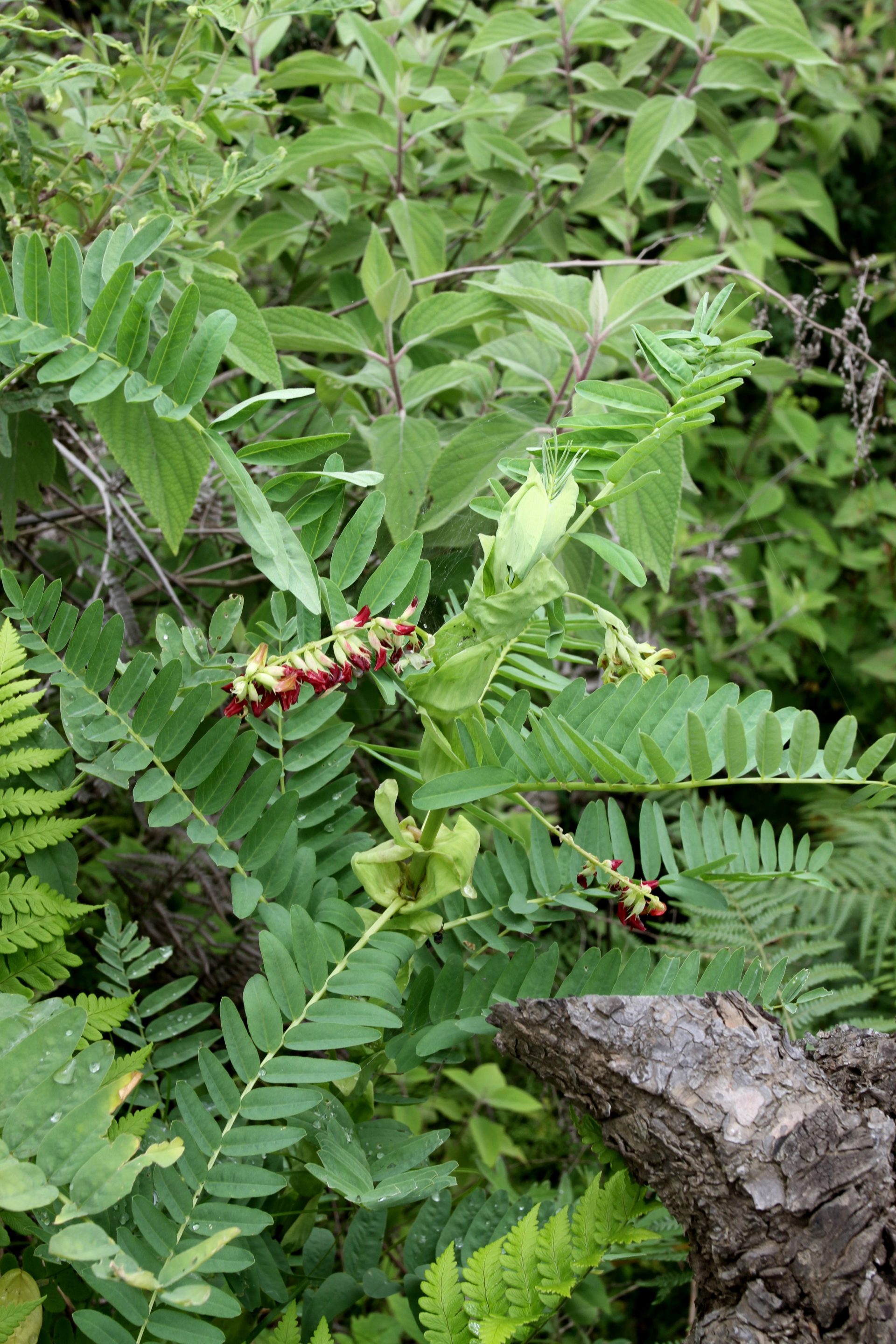 Astragalus stipulatus — Fabaceae