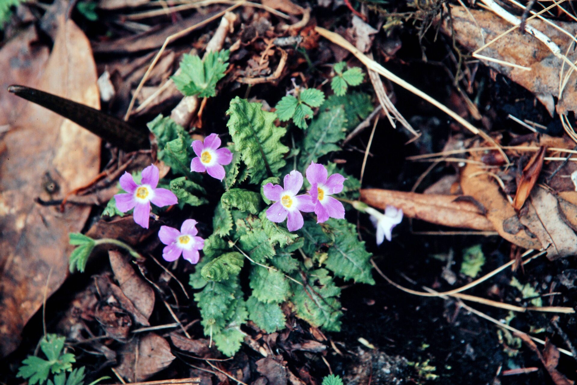 Primula petiolaris — Primulaceae