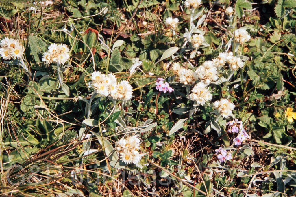 Garh 07 207 ergebnis