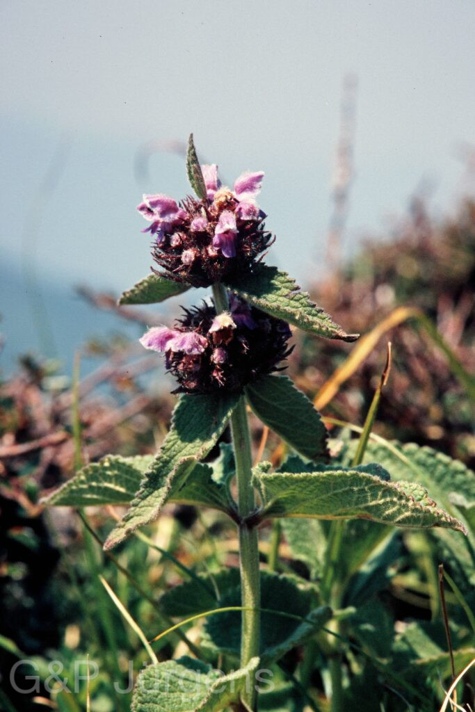 Garh 07 209 ergebnis