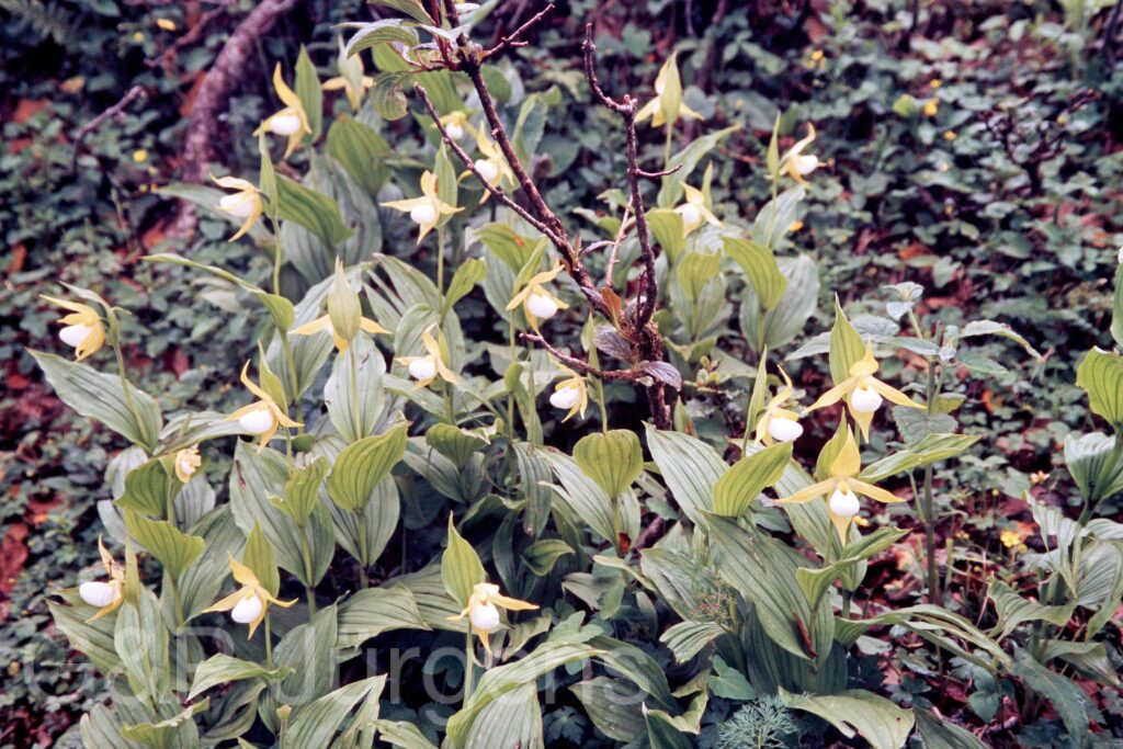 Garh 07 213 ergebnis