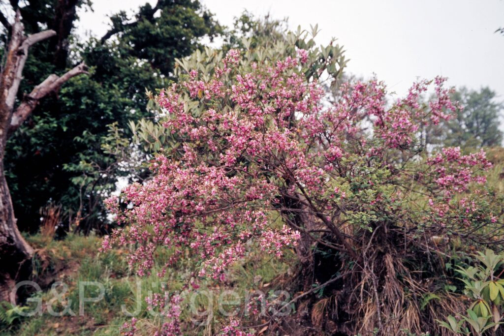 Garh 07 220 ergebnis