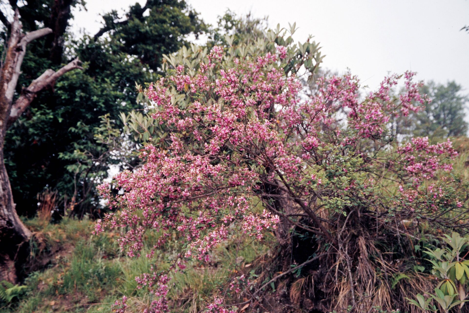 Indigofera heterantha — Fabaceae