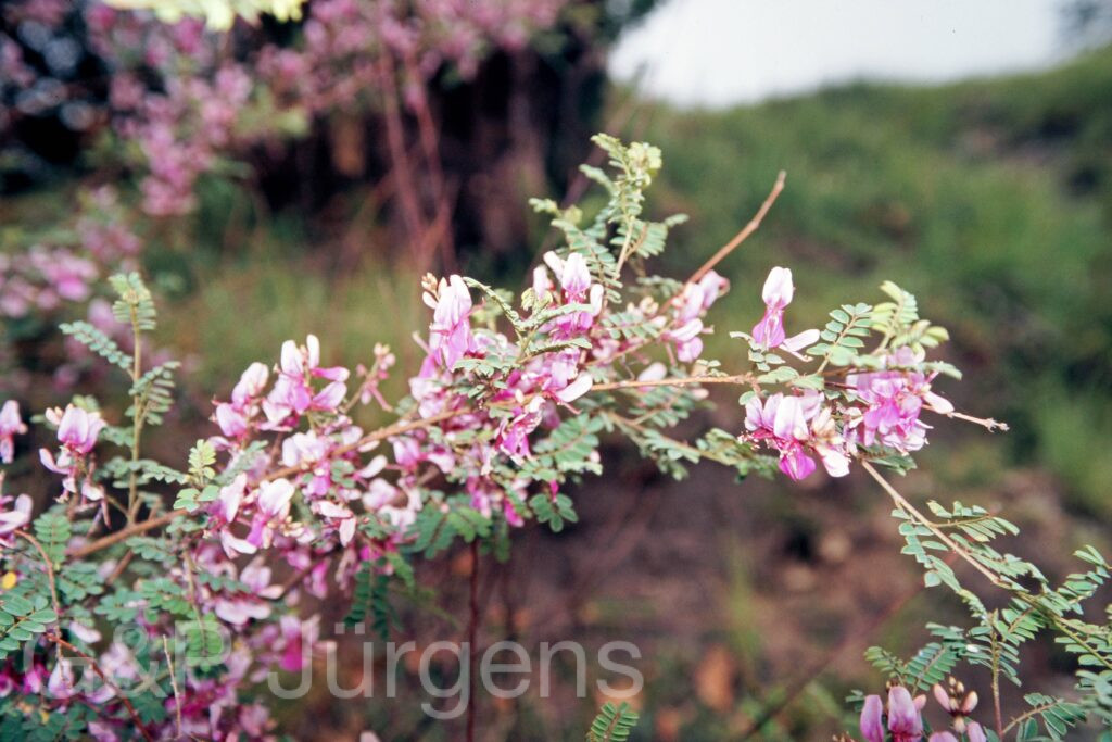 Garh 07 221 ergebnis