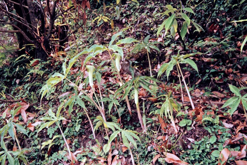 Garh 07 86 ergebnis