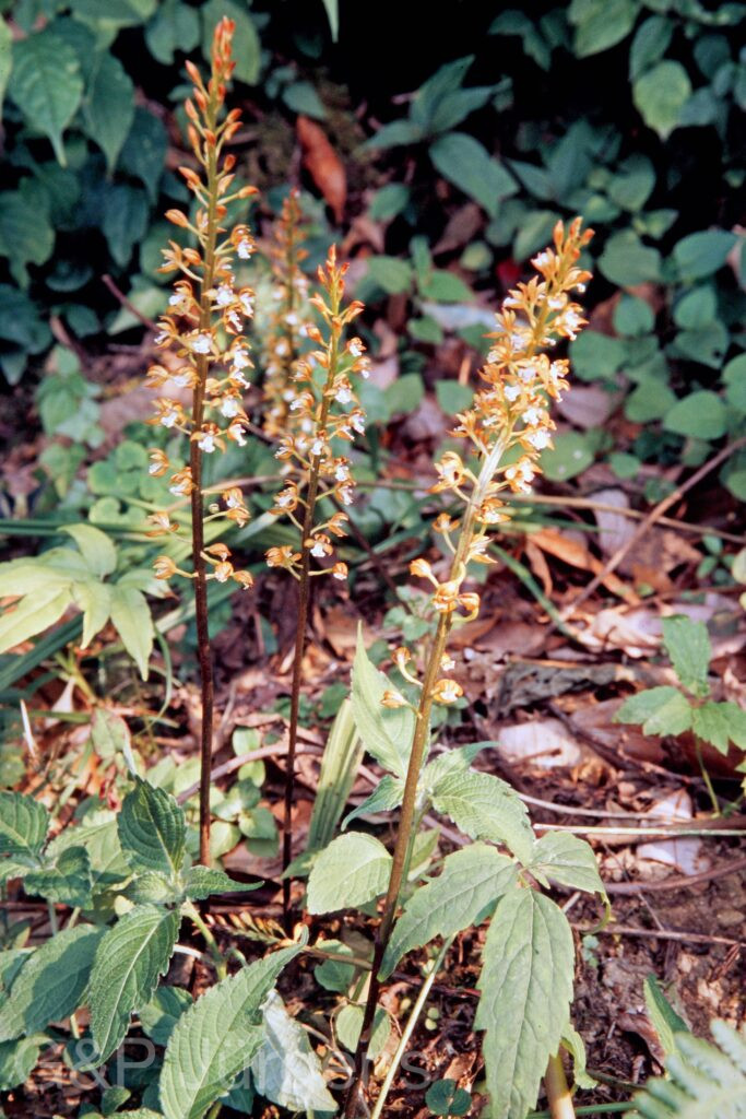 Garh 07 88 ergebnis