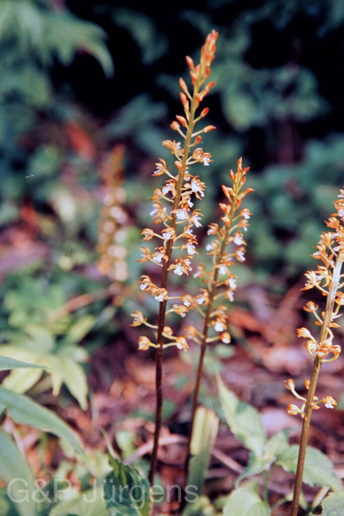 Garh 07 89 ergebnis