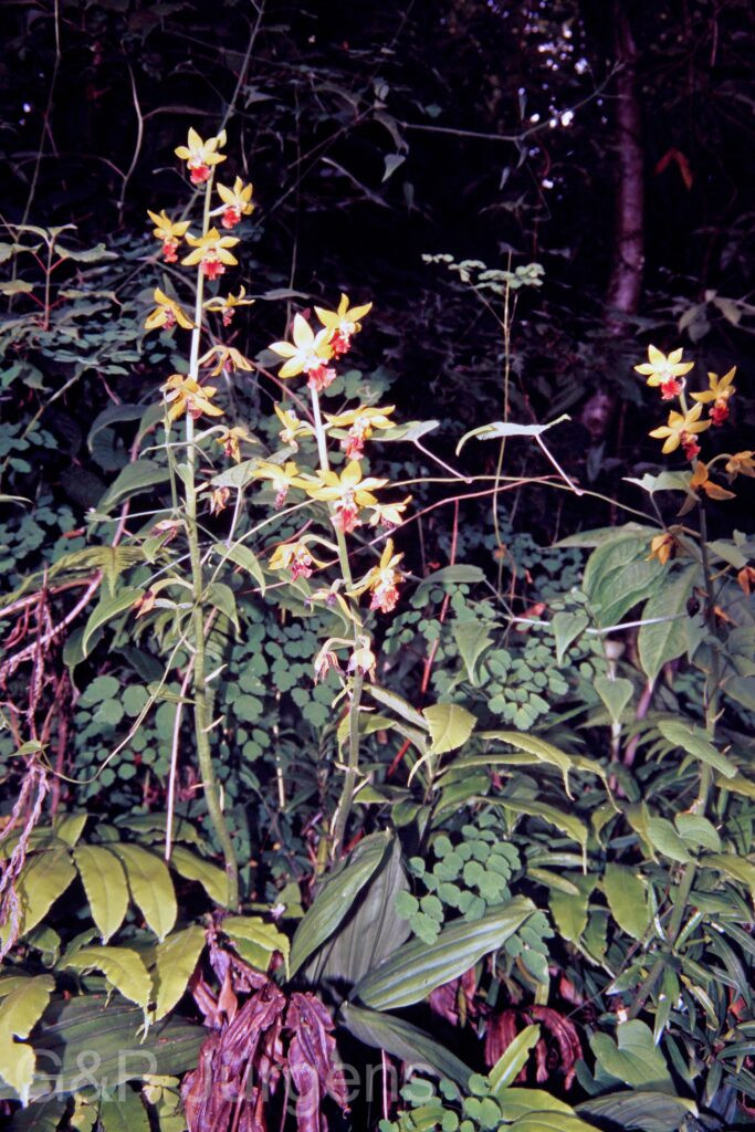 Garh 07 91 ergebnis