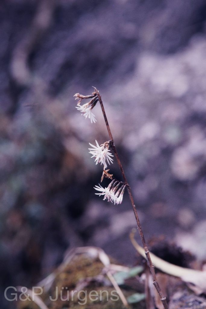 Nepal 1989 58