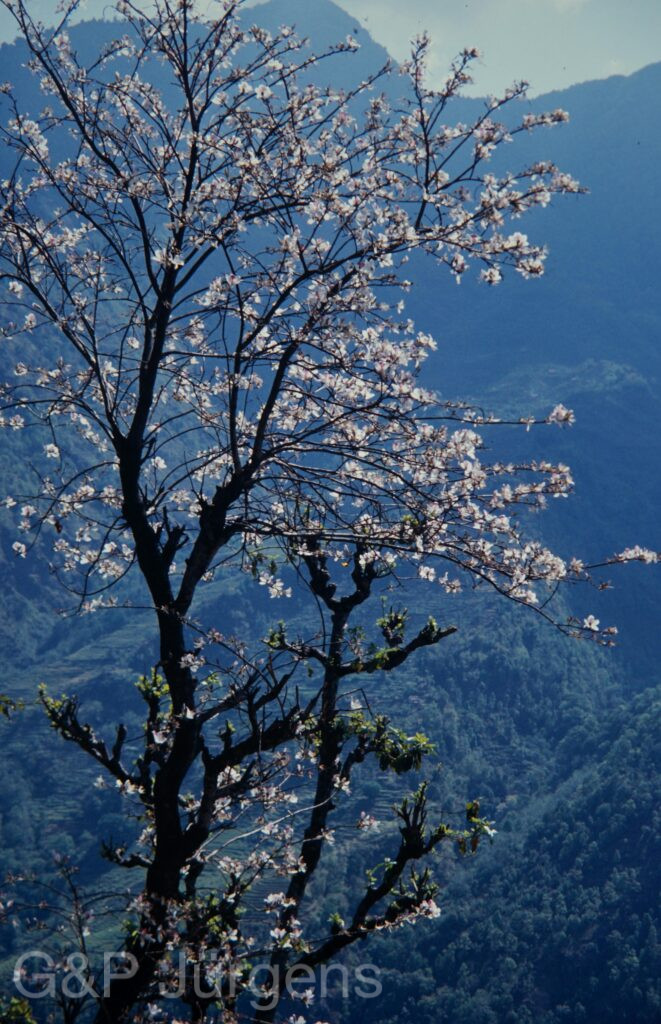 Nepal 1994 170 ergebnis