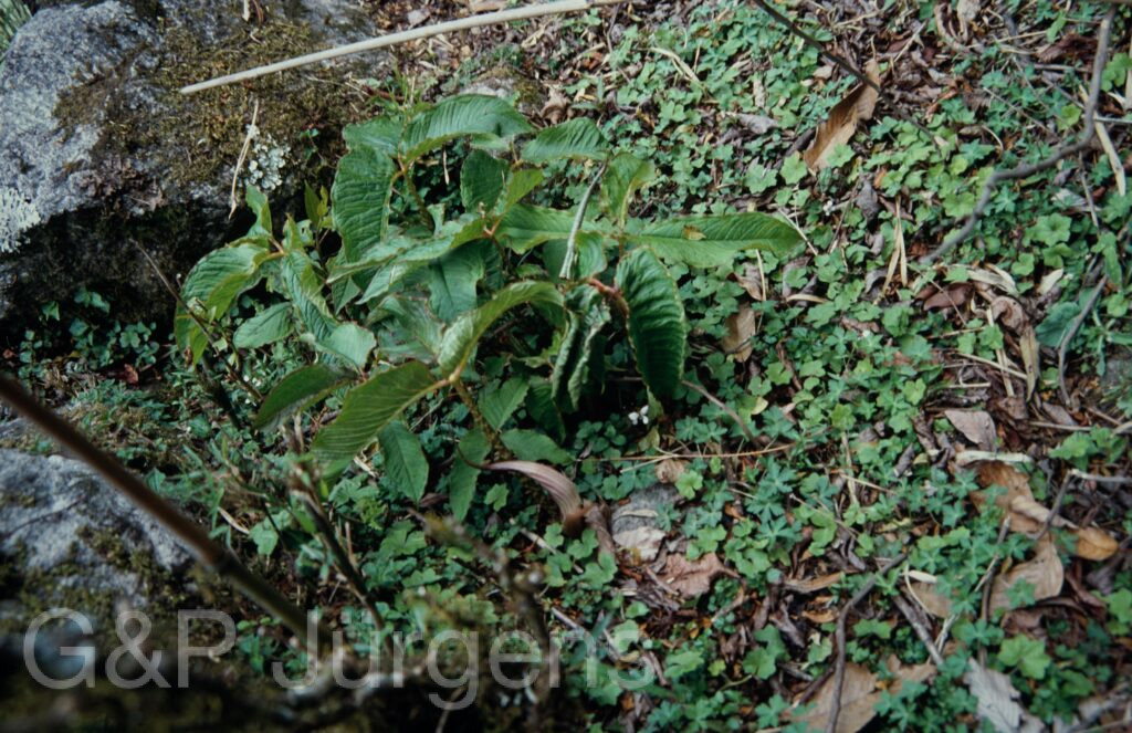 Nepal 1994 192 ergebnis