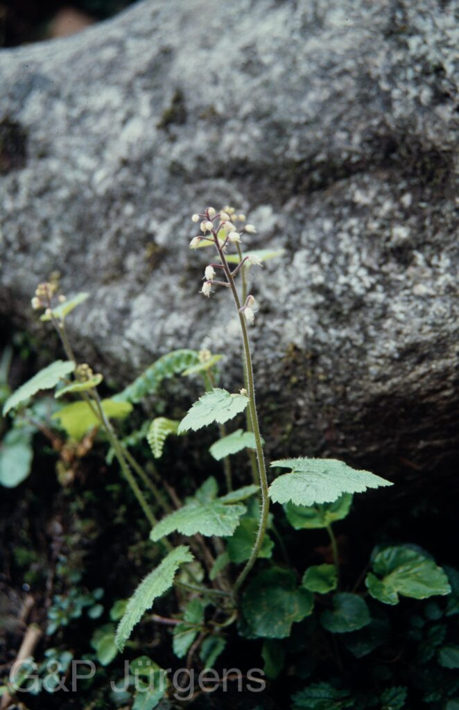 Nepal 1994 194 ergebnis